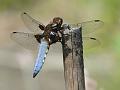 2010-0621-1610_Broad-bodied Chaser_23C